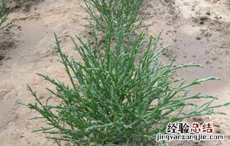 芦笋的种植时间和技术 芦笋的种植时间