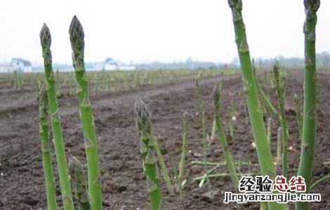 芦笋的种植时间和技术 芦笋的种植时间