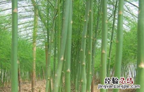 芦笋的种植时间和技术 芦笋的种植时间