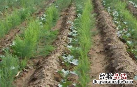 芦笋种子处理方法图解 芦笋种子处理方法