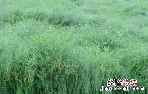 芦笋种子处理方法图解 芦笋种子处理方法
