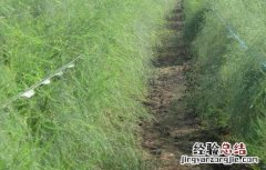 芦笋种子处理方法图解 芦笋种子处理方法