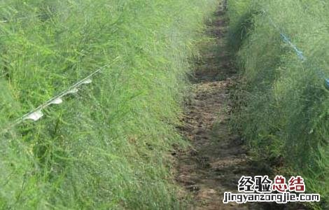芦笋种子处理方法图解 芦笋种子处理方法