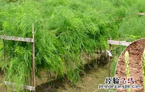 芦笋种子处理方法图解 芦笋种子处理方法