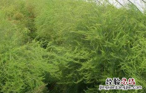 芦笋种子处理方法图解 芦笋种子处理方法