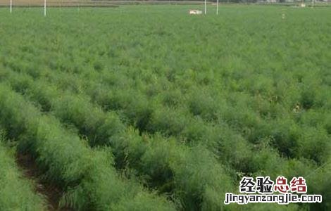 芦笋市场前景如何 芦笋种植前景怎么样