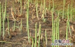芦笋市场前景如何 芦笋种植前景怎么样