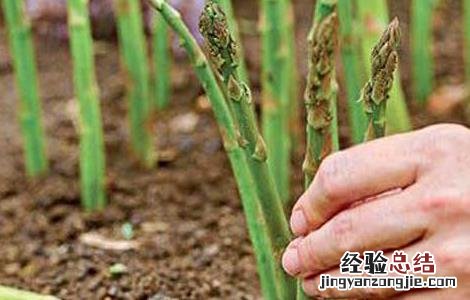 芦笋市场前景如何 芦笋种植前景怎么样