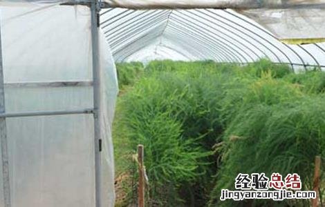 芦笋市场前景如何 芦笋种植前景怎么样