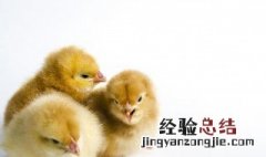 养小鸡需要什么? 养小鸡需要哪些条件