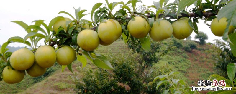 蜂糖李适合哪些地方种植 蜂糖李哪里适合种植
