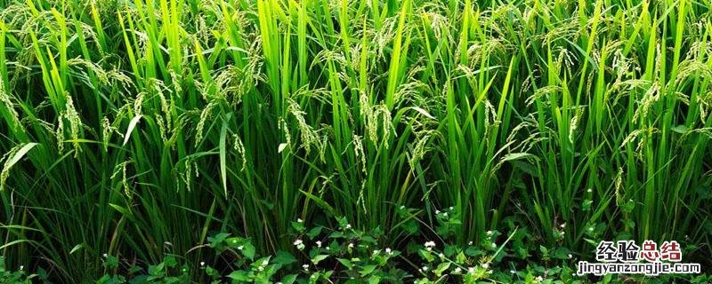 水稻的施肥方式 水稻施肥技术要点