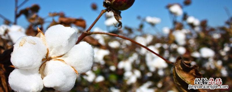 棉花需肥量怎么计算 棉花施肥量计算公式