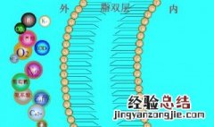 物质跨膜运输的方式 物质跨膜运输的方式PPT