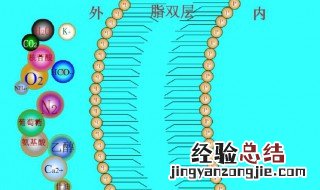 物质跨膜运输的方式 物质跨膜运输的方式PPT