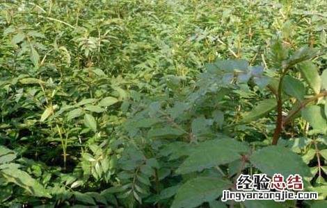 花椒树苗的种类有哪些 花椒树苗的种类有哪些呢
