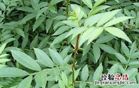 花椒树苗的种类有哪些 花椒树苗的种类有哪些呢
