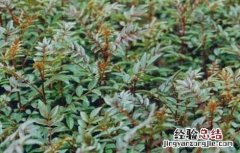 花椒树苗的种类有哪些 花椒树苗的种类有哪些呢