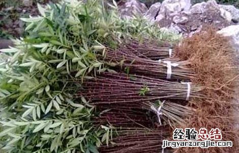 花椒树苗的种类有哪些 花椒树苗的种类有哪些呢