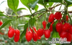 枸杞子的产地都有哪些 枸杞的产地分布有哪些