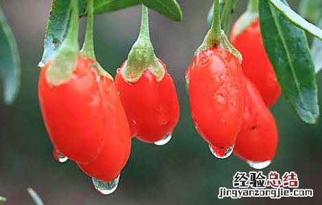 枸杞子的产地都有哪些 枸杞的产地分布有哪些
