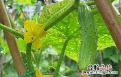 黄瓜病虫害防治技术 黄瓜病虫害防治技术培训