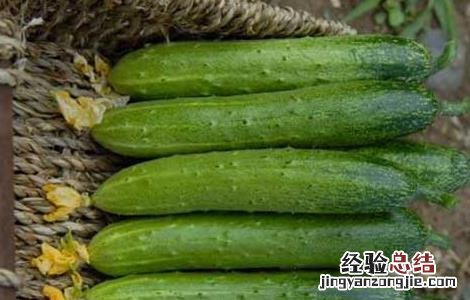 黄瓜种子怎么种植方法视频 黄瓜种子怎么种