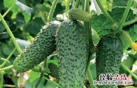 黄瓜种子怎么种植方法视频 黄瓜种子怎么种
