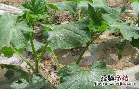黄瓜种子怎么种植方法视频 黄瓜种子怎么种