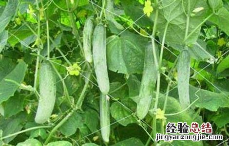 黄瓜种子怎么种植方法视频 黄瓜种子怎么种