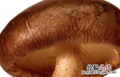 香菇和冬菇的区别有哪些 香菇和冬菇的区别有哪些功效