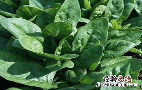 菠菜阳台种植技术 菠菜阳台种植技术要点