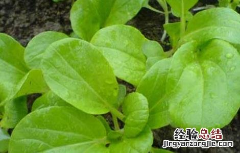 菠菜阳台种植技术 菠菜阳台种植技术要点