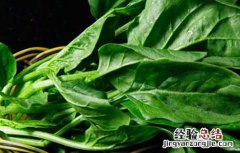 菠菜阳台种植技术 菠菜阳台种植技术要点
