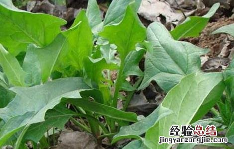 菠菜阳台种植技术 菠菜阳台种植技术要点