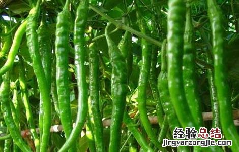 辣椒的产地是哪些地方 辣椒的产地是哪些地方好