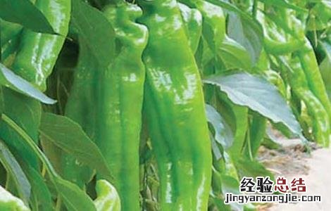 辣椒种子怎么种 辣椒种子怎么种植方法