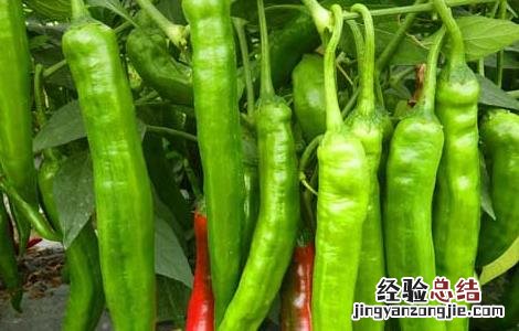 辣椒种子怎么种 辣椒种子怎么种植方法