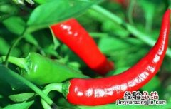 辣椒属于什么类蔬菜 我们常吃的辣椒属于什么类蔬菜