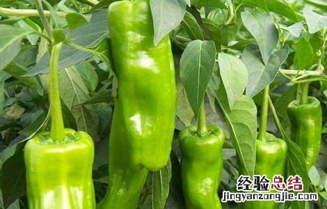 辣椒属于什么类蔬菜 我们常吃的辣椒属于什么类蔬菜
