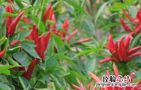 辣椒属于什么类蔬菜 我们常吃的辣椒属于什么类蔬菜