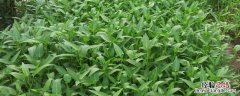 白菜心农药残留多 空心菜农药残留多吗