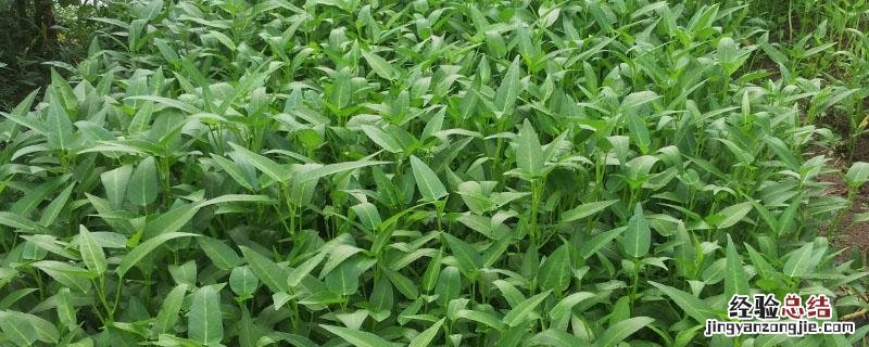 白菜心农药残留多 空心菜农药残留多吗