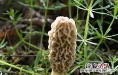 羊肚菌产地分布有哪些地方 羊肚菌最大的产地分布在哪里?