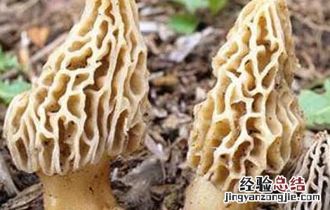 羊肚菌产地分布有哪些地方 羊肚菌最大的产地分布在哪里?
