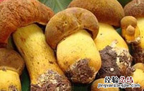 牛肝菌的主要产地 牛肝菌的产地分布有哪些