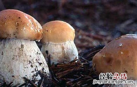 牛肝菌的主要产地 牛肝菌的产地分布有哪些
