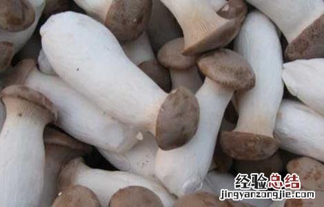 杏鲍菇的产地在哪里 杏鲍菇的产地是哪里