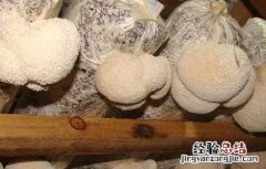 猴头菇产地分布有哪些地区 猴头菇产地分布有哪些?