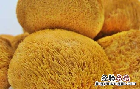 猴头菇产地分布有哪些地区 猴头菇产地分布有哪些?